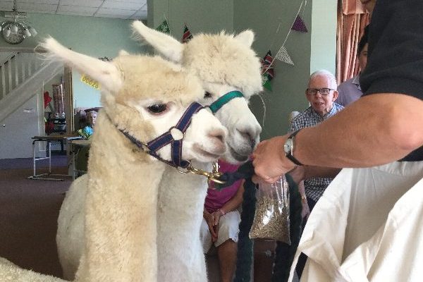 Llamas visiting the care home